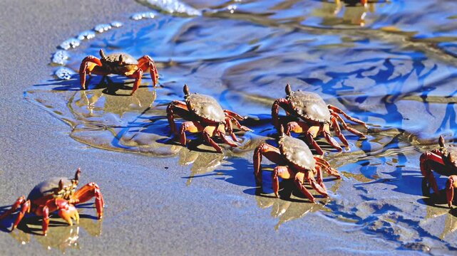 Crabs swarm wet shore in low tide, crabs scuttle through shimmering sand, crabs echo vivid red over reflections, cool ripples mirror crustacean dance across coastal edges. Keywords: