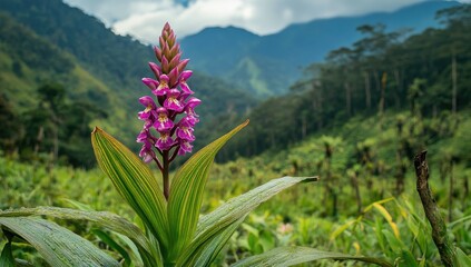 Purple orchid in lush mountain valley