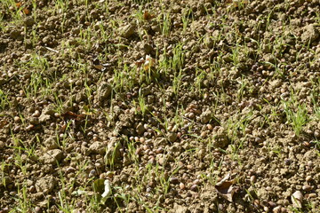 Triticale,  Wintertriticale,  Secale x Triticum