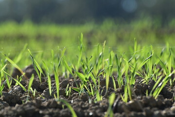 Triticale,  Wintertriticale,  Secale x Triticum