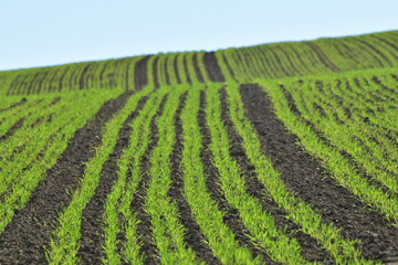 Triticale,  Wintertriticale,  Secale x Triticum