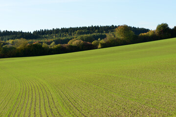 Triticale,  Wintertriticale,  Secale x Triticum