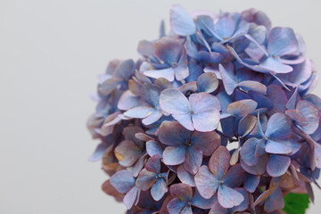 Single Hydrangea Flower with Green Leaves on White Background