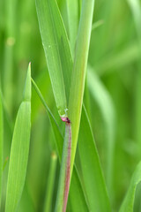 Triticale,  Wintertriticale,  Secale xTriticum