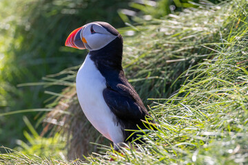 Atlantic Puffin standing outsde burrow