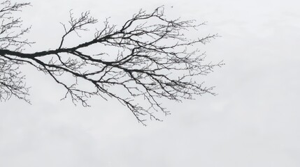 Bare Branches Against a Cloudy Sky: A Winter's Day