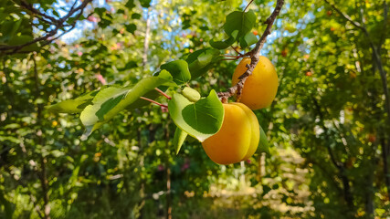 Ripe apricot fruit hanging on tree branch in garden
