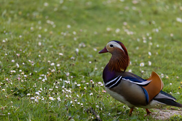 Elegant mandarin duck standing in a lush grassy field with wildflowers.