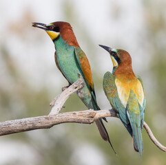 BeeEater Pair feeding