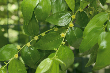 Blooming Ziziphus jujuba jujube tree with small yellow-green Summer flowers on branch