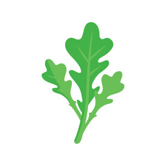 Arugula flat minimal vector illustration, simple green leafy vegetable icon