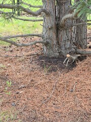Fototapeta premium roots of a tree in a suburban park on a sunny day