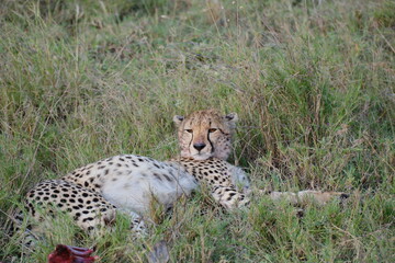 cheetah in serengeti