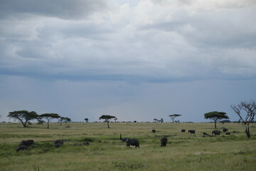 herd of wildebeest