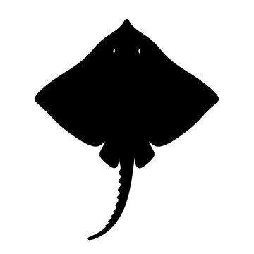 Thornback Ray Silhouette with Subtle Eye Highlights on Clean White Background