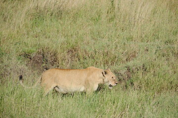 Naklejka premium lion in the grass