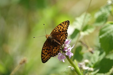 dark green fritillary butterfly (Speyeria aglaja)