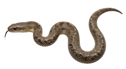 Isolated Snake