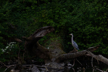 A heron stands gracefully on a fallen tree surrounded by lush green forest.