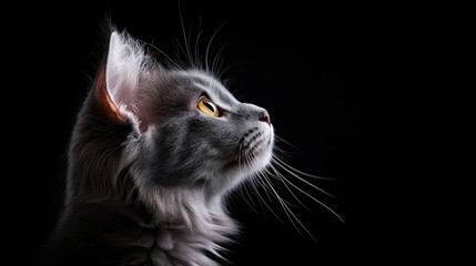 A close-up profile of a majestic cat, beautifully illuminated against a dark background, emphasizing its delicate features and showcasing feline beauty and elegance.