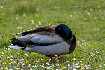 A mallard duck rests peacefully on grass surrounded by wildflowers, showcasing its vibrant plumage.