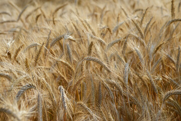 Triticale,  Wintertriticale,  Secale xTriticum