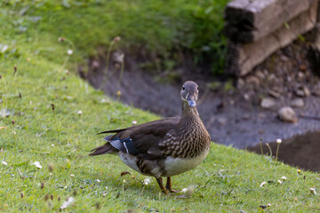 A duck standing on grassy bank near water, surrounded by small flowers and rustic wooden beams.