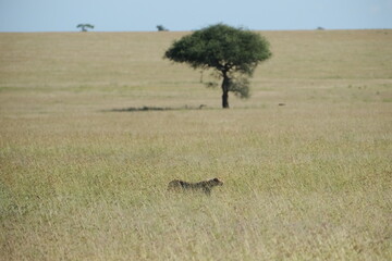 cheetah in serengeti