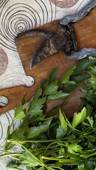 Closeup of fresh parsley with a rusty garden shear placed on a wooden cutting board over a...