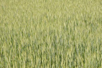 Triticale,  Wintertriticale,  Secale xTriticum