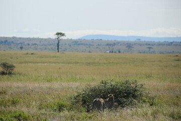 A pair of cheetah