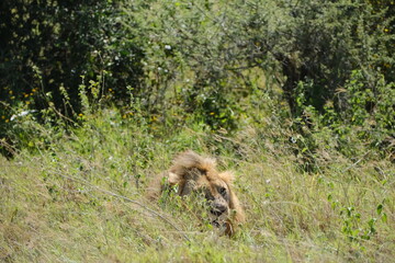 lion in the serengeti