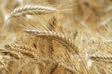 Triticale,  Wintertriticale,  Secale xTriticum