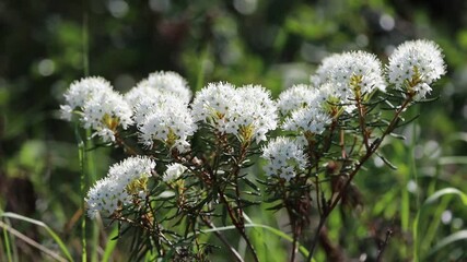Ledum palustre. Marsh tea during flowering in northern Siberia