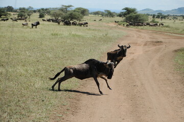herd of wildebeest fighting