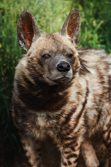 Striped hyena (Hyaena hyaena) with broad head and dark eyes