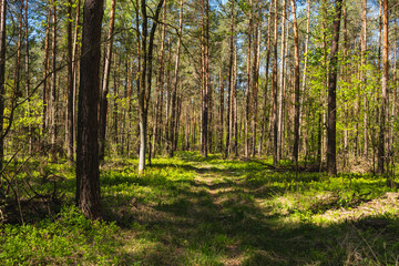 Landscape along a green grassy road through the forest at the beginning of spring