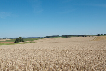Triticale,  Wintertriticale,  Secale xTriticum
