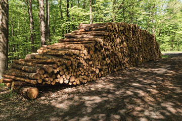 A pile of wood gathered in the forest and ready to be hauled away