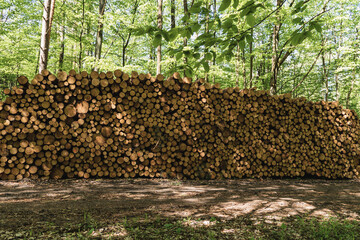 A pile of wood gathered in the forest and ready to be hauled away