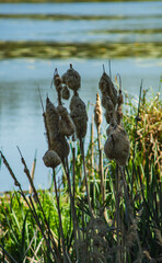 Detail of typha plant with seeds that will soon  be dispersed by the wind