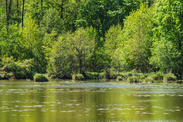 landscape of the opposite shore of the lake covered by the forest