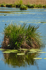 Lake landscape with clumps of grass protruding above the water surface