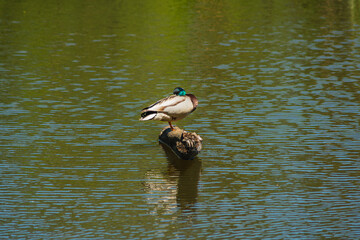 male of eurasian teal sitting on a branch ticking out of the lake water