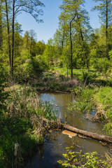 Obraz premium Landscape of fallen trees in a marshy area near a river