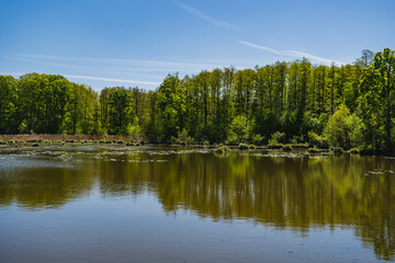 landscape of the opposite shore of the lake covered by the forest
