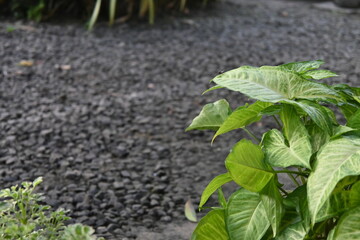 green  plants in a garden
