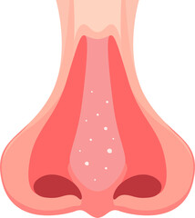 anatomy nose