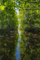 Fototapeta premium Reflection in the water of plants growing here on the bank of a small pond