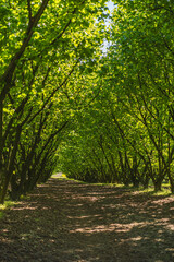 Hazelnut plantation at the beginning of spring full of green leaves
